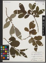 Foto von Salix appendiculata Vill.